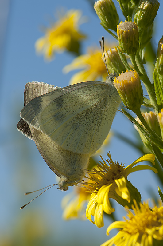 Pieridae da identificare